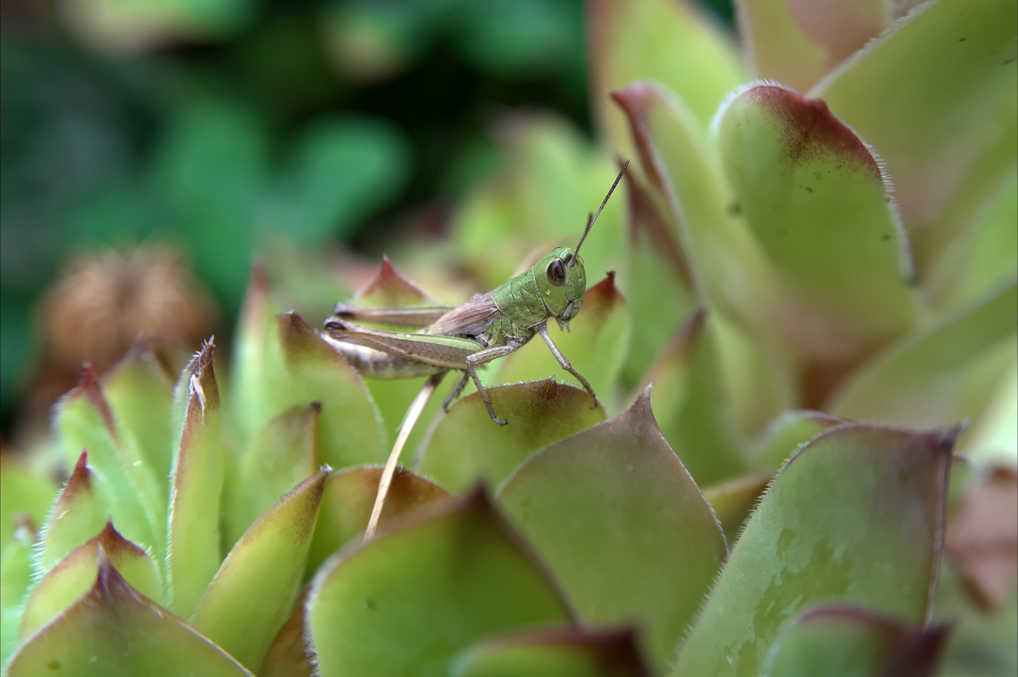 Unseen Resident